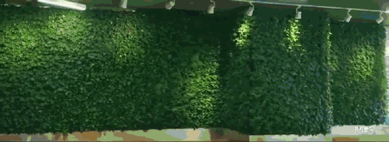  -jinnianhui | jinnian