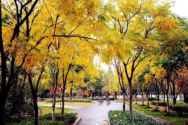  -jinnianhui | jinnian
